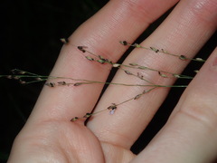 Panicum simile