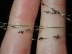 Panicum simile