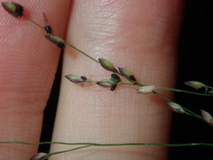 Panicum simile