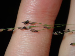 Panicum simile
