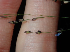 Panicum simile