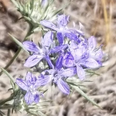 Eriastrum densifolium