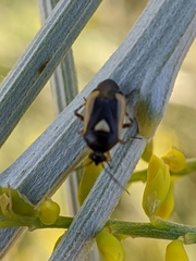 Deraeocoris cordiger