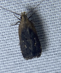 Dichomeris costarufoella