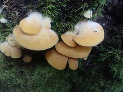 Crepidotus nephrodes