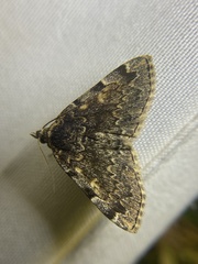 Idia majoralis