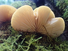 Crepidotus nephrodes