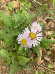Erigeron pulchellus pulchellus