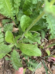 Erigeron pulchellus pulchellus