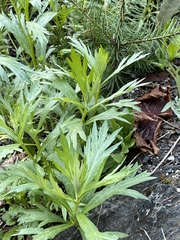 Artemisia norvegica