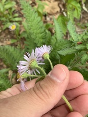 Erigeron pulchellus pulchellus
