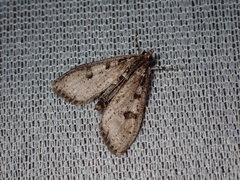 Palpita aenescentalis