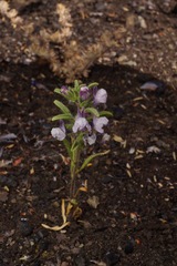 Sairocarpus cornutus