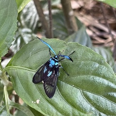 Zama nigrigemma