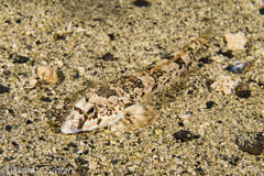 Reticulated Dragonet photo 4