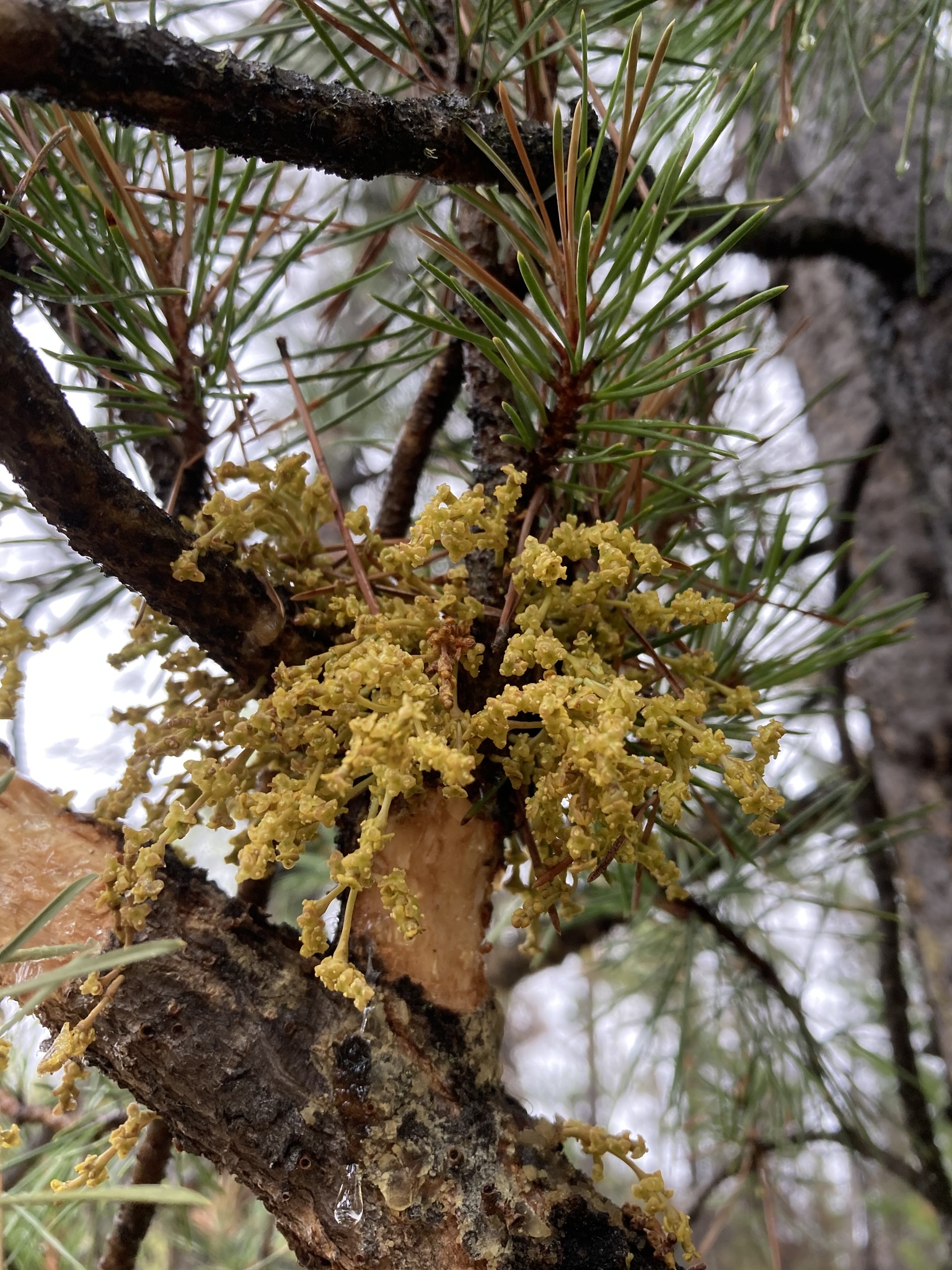 Arceuthobium americanum