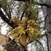 Lodgepole Pine Dwarf-Mistletoe - Photo (c) Caleb Catto, some rights reserved (CC BY), uploaded by Caleb Catto