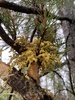 Lodgepole Pine Dwarf-Mistletoe - Photo (c) Caleb Catto, some rights reserved (CC BY), uploaded by Caleb Catto