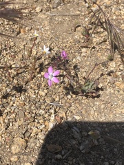 Gilia leptantha purpusii