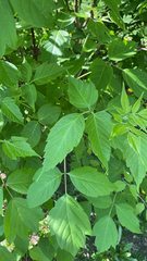 Acer negundo