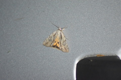 Catocala clintonii