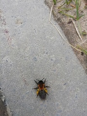 Andrena