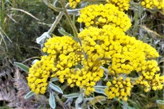 Helichrysum pannosum