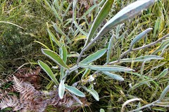 Helichrysum pannosum
