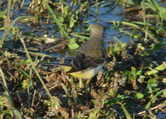 Motacilla flava beema