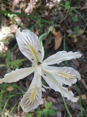 Iris tenuissima