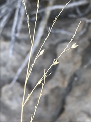 Panicum hallii