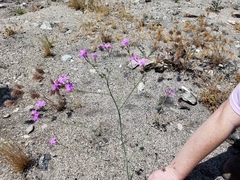 Saltugilia splendens