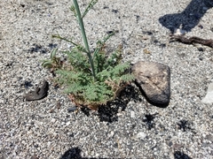 Saltugilia splendens