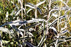 Helichrysum pannosum