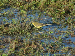 Motacilla flava beema