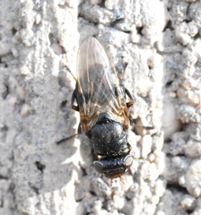 Tetanops myopaeformis
