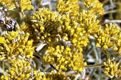 Helichrysum pannosum