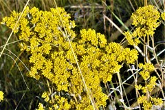 Helichrysum pannosum