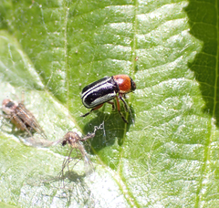 Pachybrachis circumcinctus