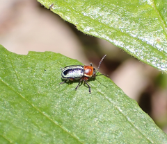 Pachybrachis circumcinctus