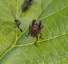 Pachybrachis circumcinctus