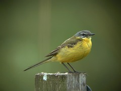 Motacilla flava flava