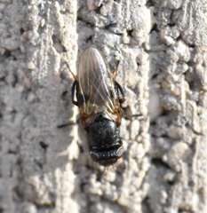 Tetanops myopaeformis