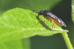 Monophadnus spinolae