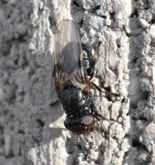 Tetanops myopaeformis