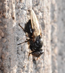 Tetanops myopaeformis