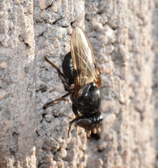 Tetanops myopaeformis
