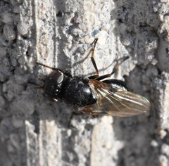 Tetanops myopaeformis
