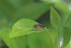 Monophadnus spinolae