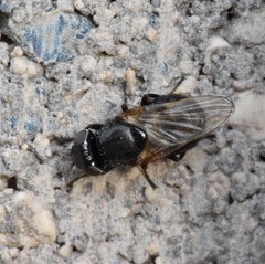 Tetanops myopaeformis